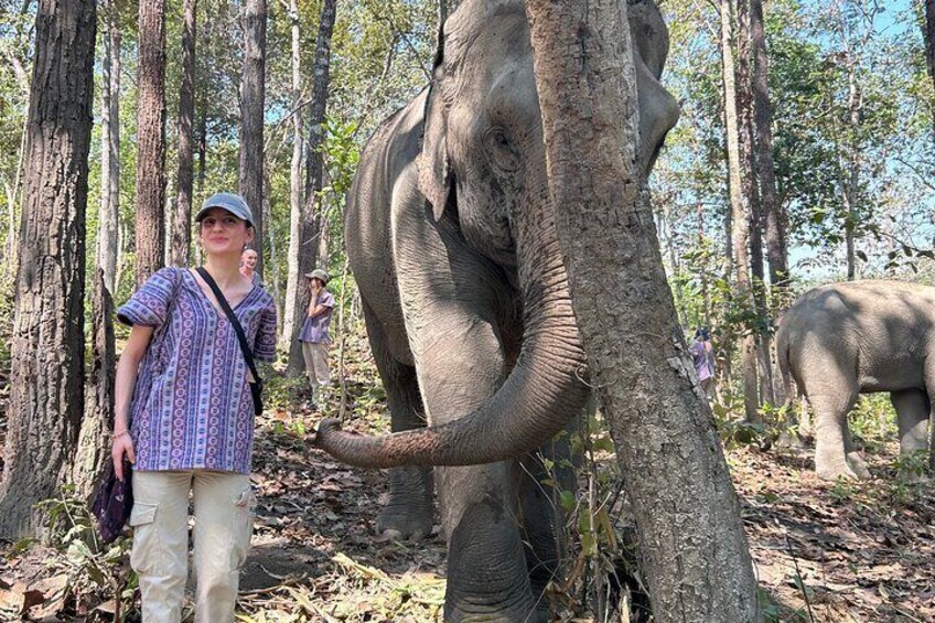 Chiang Mai 1 Day: Elephant Sanctuary, Waterfall & Bamboo Rafting