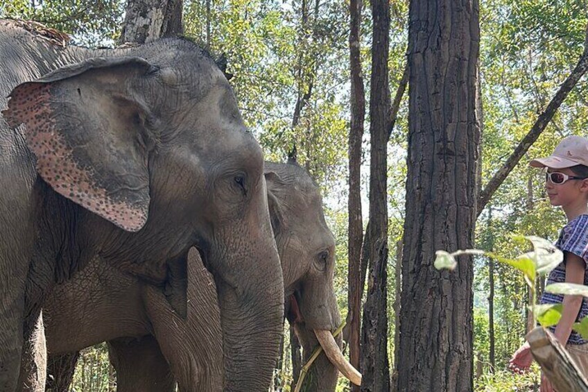 Chiang Mai 1 Day: Elephant Sanctuary, Waterfall & Bamboo Rafting