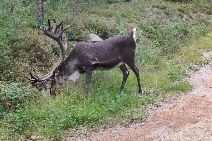 Live the Day with Locals in Lapland Area.