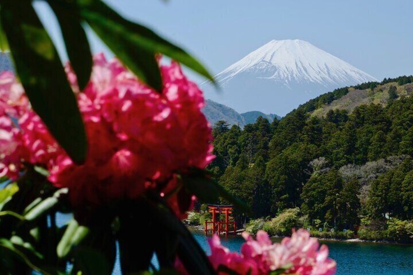 Enchanting Fujisan
