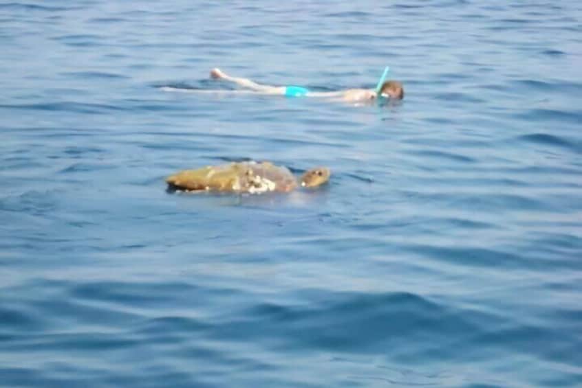 Snorkel with the turtle caretta-caretta
