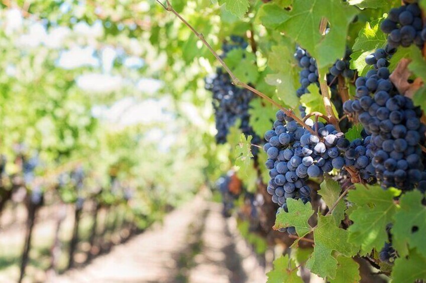 Flavors of Crete - Cook Like A Local in Villa Stefania
