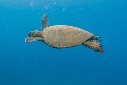 Turtle Reef Snorkel