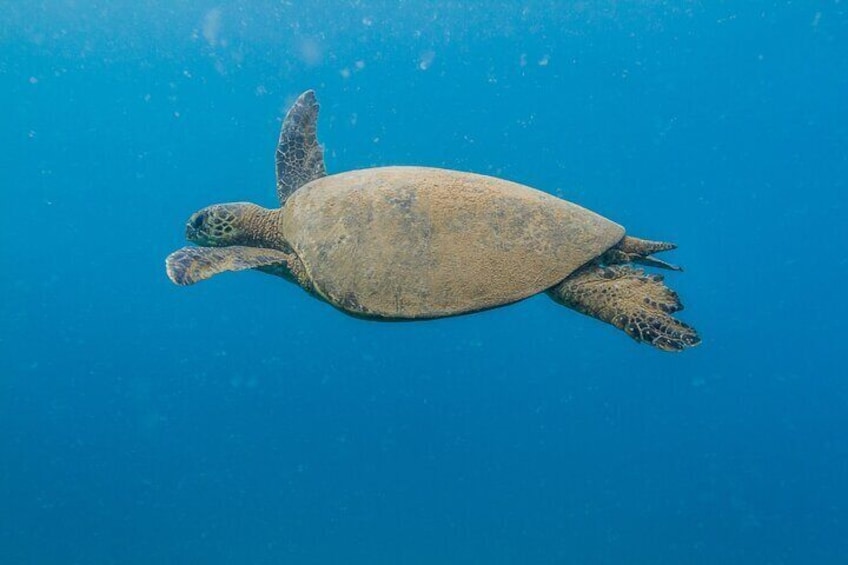 Green Sea Turtle