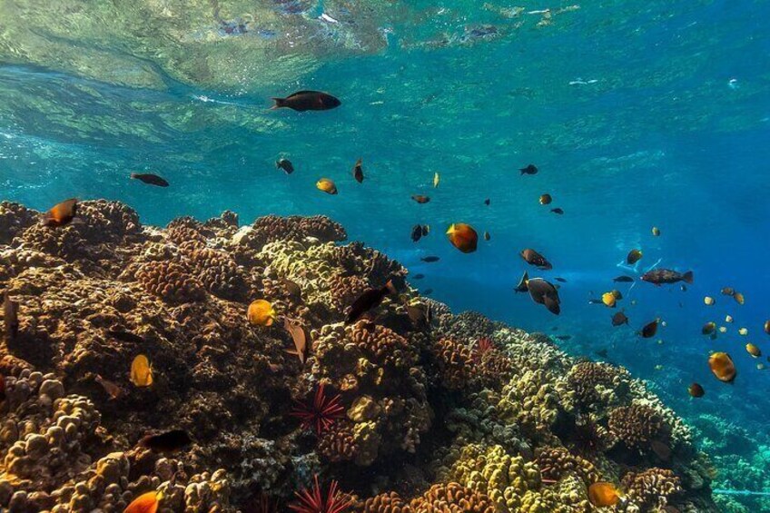 Turtle Reef Snorkel