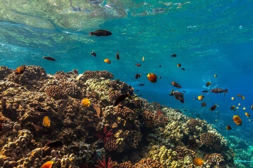 Turtle Reef Snorkel