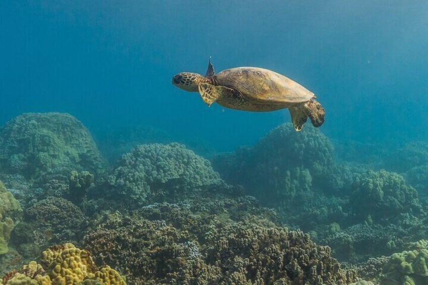 Green Sea Turtle