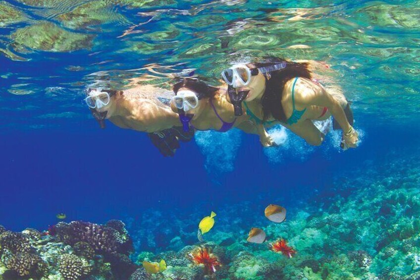 Turtle Reef Snorkel