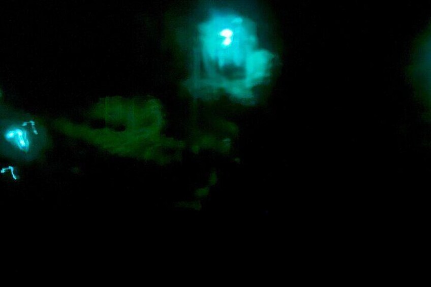 Tauranga Evening Big Kanu Glowworm Tour 