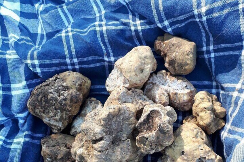 Alba walking tour: truffle and hazelnut products
