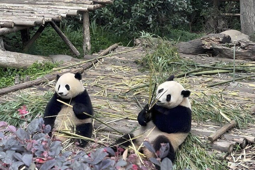 Private Chengdu Panda Half-Day Tour: Immersive & Flexible