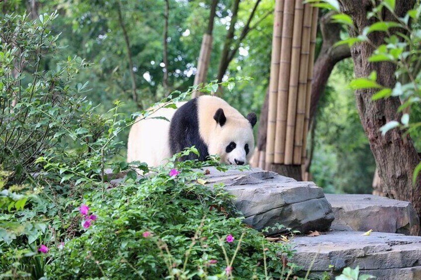 Private Chengdu Panda Half-Day Tour: Immersive & Flexible