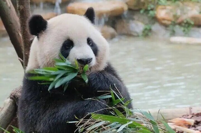 Private Chengdu Panda Half-Day Tour: Immersive & Flexible