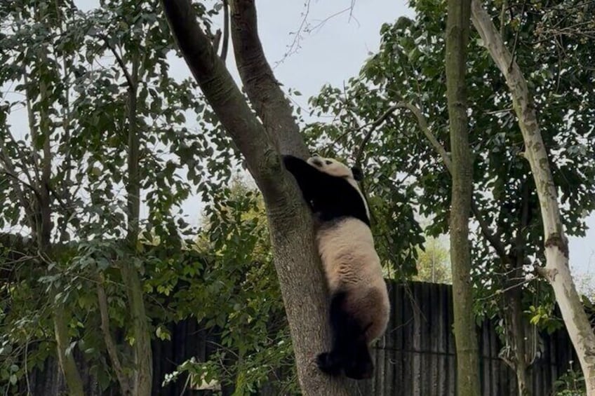 Private Chengdu Panda Half-Day Tour: Immersive & Flexible