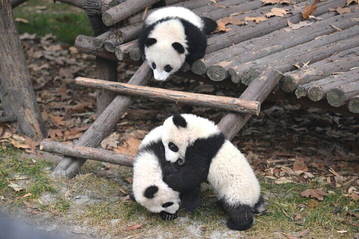 Playful pandas climbing their playground