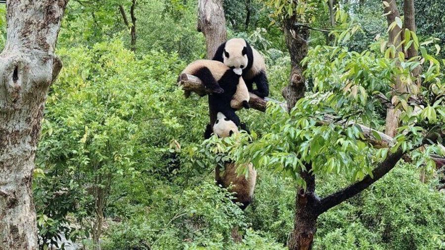 Private Chengdu Panda Half-Day Tour: Immersive & Flexible