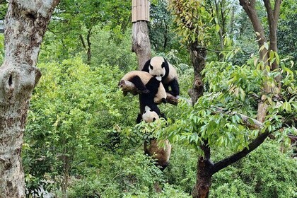 Private Chengdu Panda Half-Day Tour: Immersive & Flexible