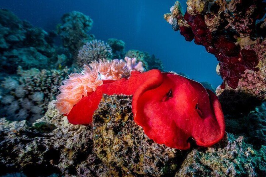Yanbu Day Trip from Jeddah Snorkeling and Diving