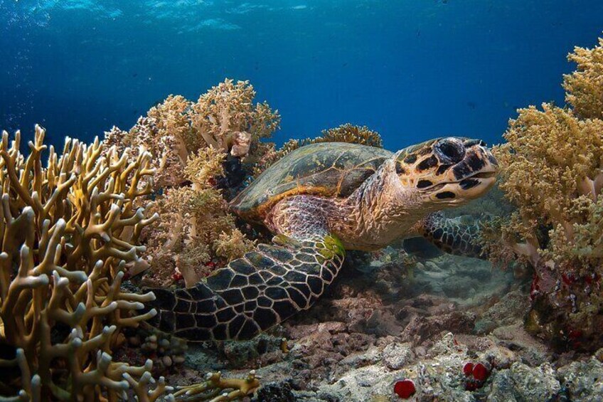 Yanbu Day Trip from Jeddah Snorkeling and Diving