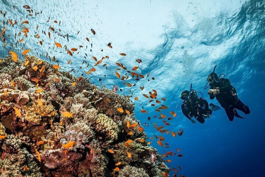 Yanbu Day Trip from Jeddah Snorkeling and Diving