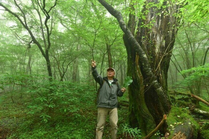 Fuji Forest Trekking 4 Hour Tour with a Nature Guide and Transfer