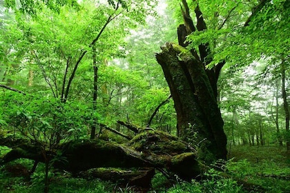 Fuji Forest Hiking 4 hr Tour with a Nature Guide with Transfer