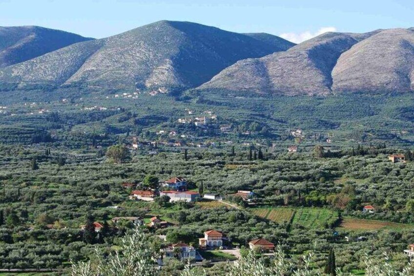 Taste of Zante Wineries and Olive Oil Factories Private Tour