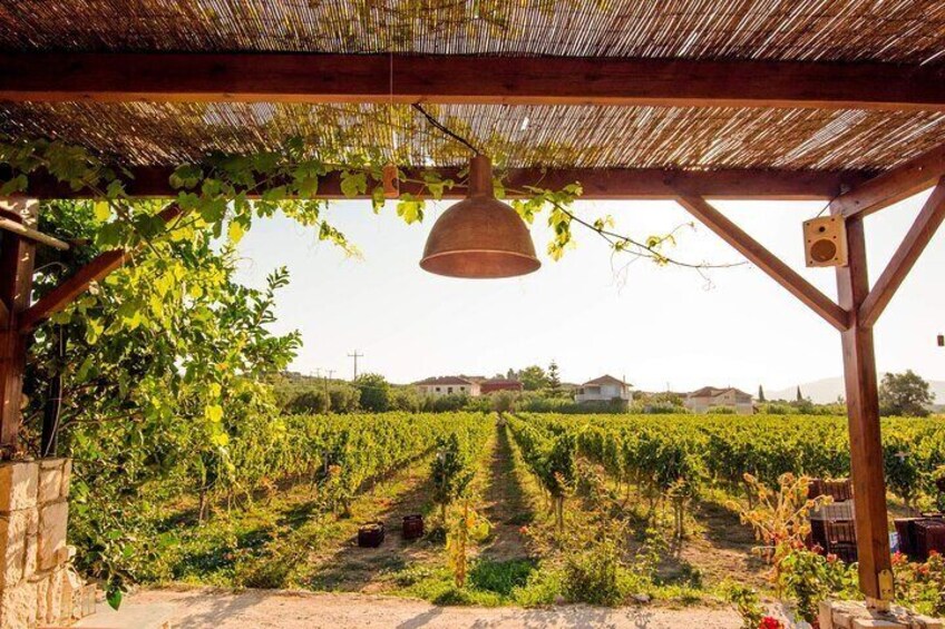 Taste of Zante Wineries and Olive Oil Factories Private Tour