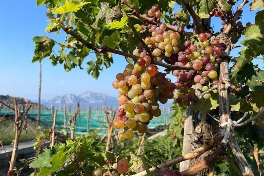 E-Bike tour in Sorrento Peninsula and wine tasting