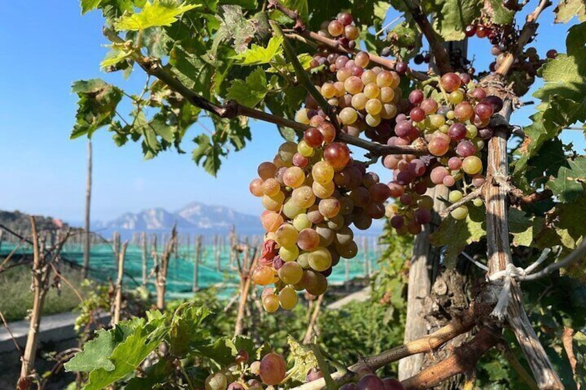E-Bike tour in Sorrento Peninsula and wine tasting