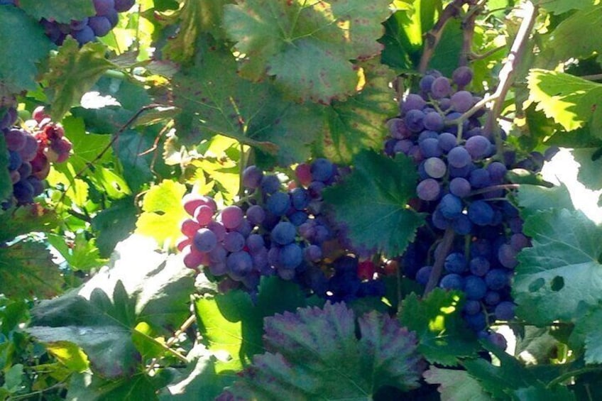 E-Bike tour in Sorrento Peninsula and wine tasting