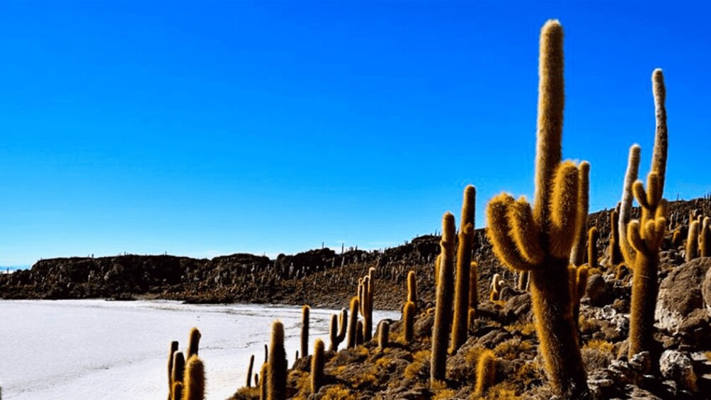 Picture 4 for Activity Uyuni Salt Flats Full Day Tour