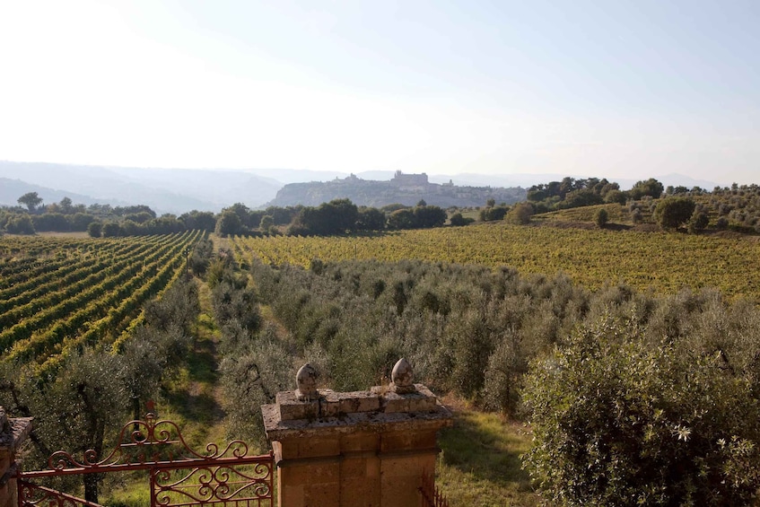 Picture 2 for Activity Orvieto: Tour and wine tasting at Tenuta Le Velette