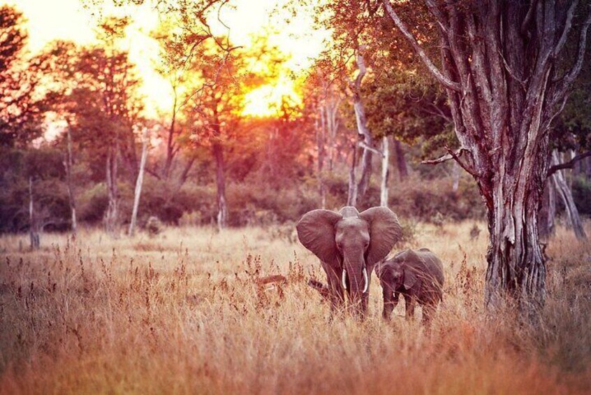 Chobe Day Trip