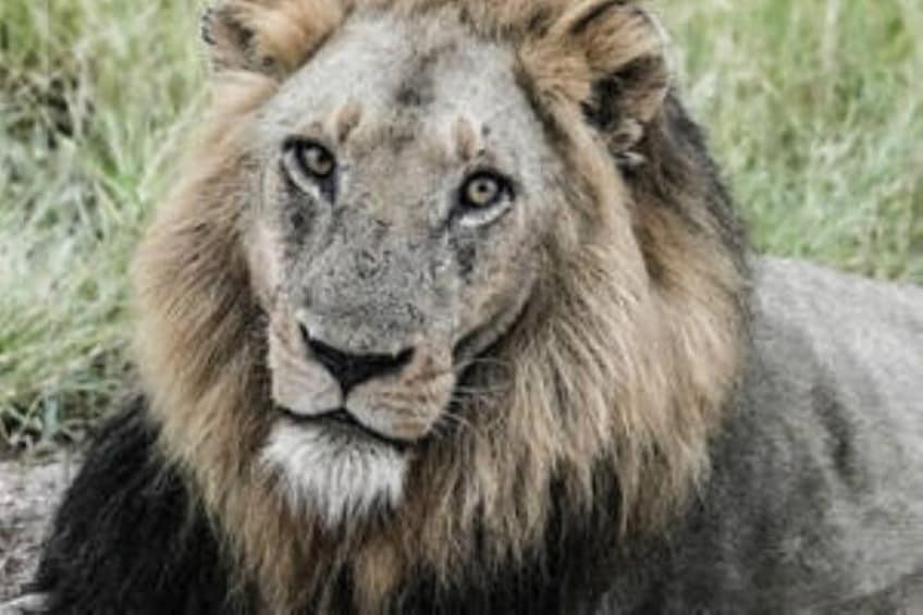 Full Day Kruger Safari