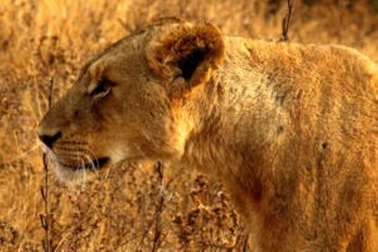 Full Day Kruger Safari
