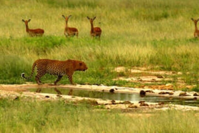 Full Day Kruger Safari