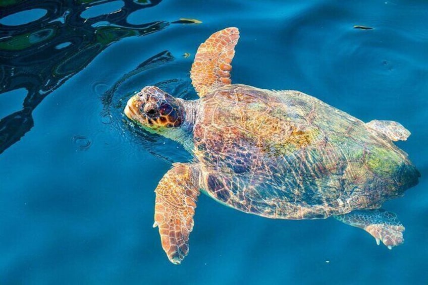 Caretta-Caretta
