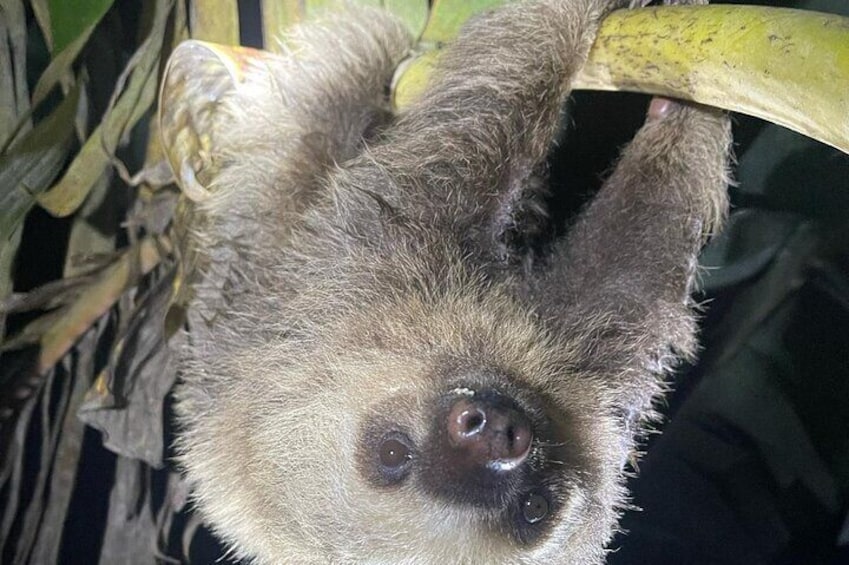 2 finger sloth