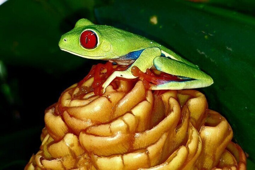 Red tree eye frog 