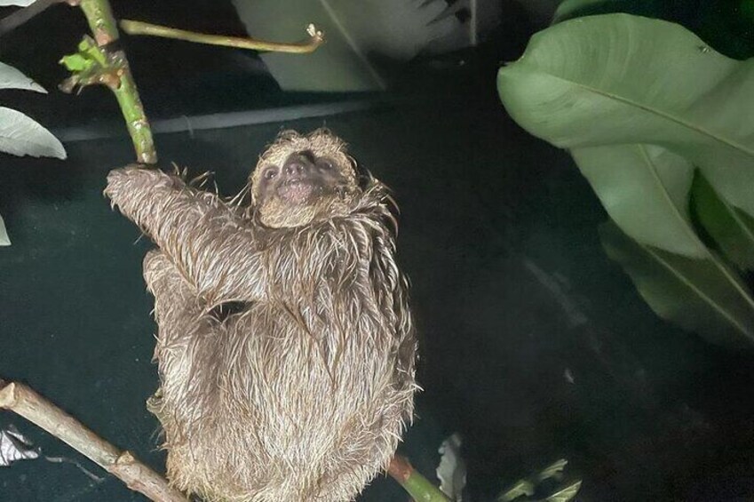 3-fingered sloth 