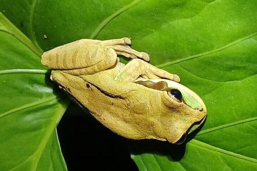 Night Walk in the Rainforest Frog Gulebra Lazy 