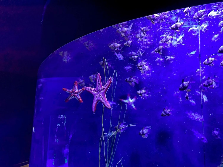 Aquarium Poema del Mar & Bus TUI Package