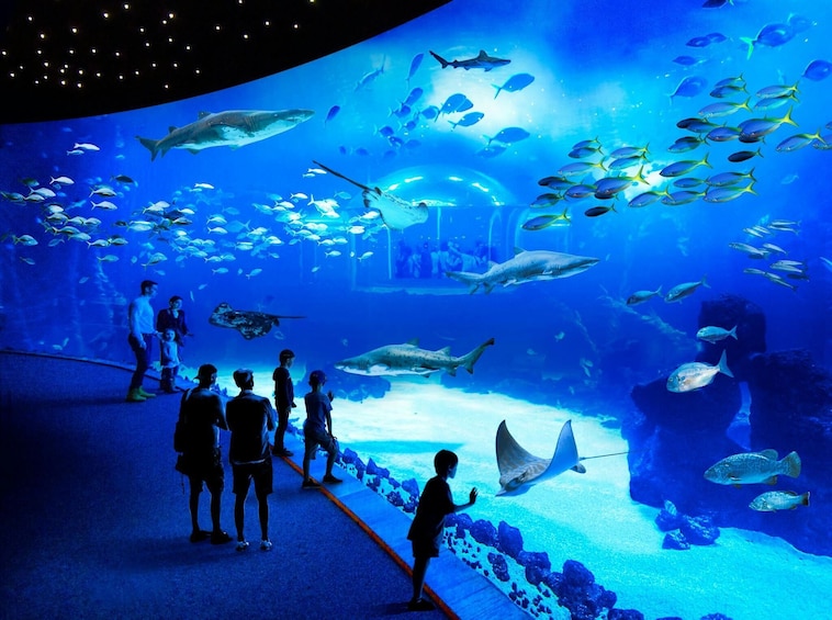 Aquarium Poema del Mar & Bus TUI Package
