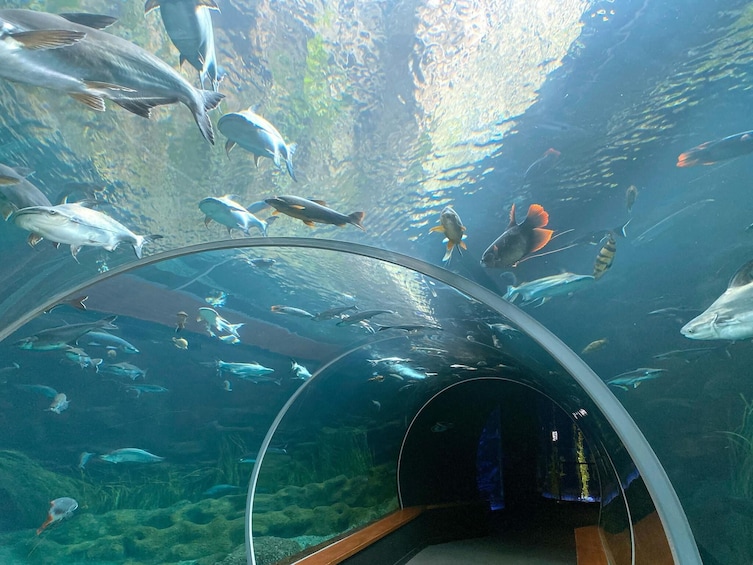 Aquarium Poema del Mar & Bus TUI Package