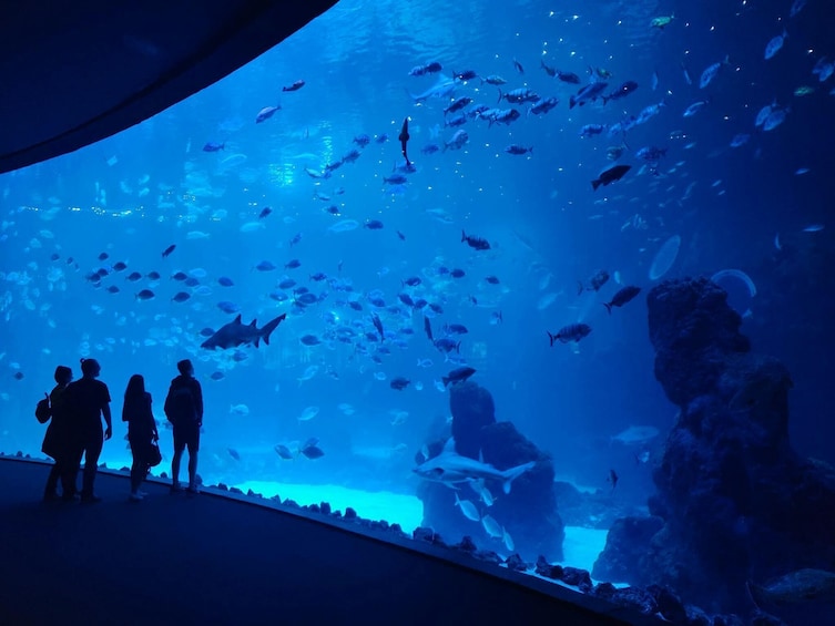 Aquarium Poema del Mar & Bus TUI Package