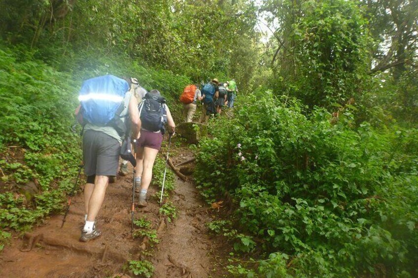 Machame rain Forest