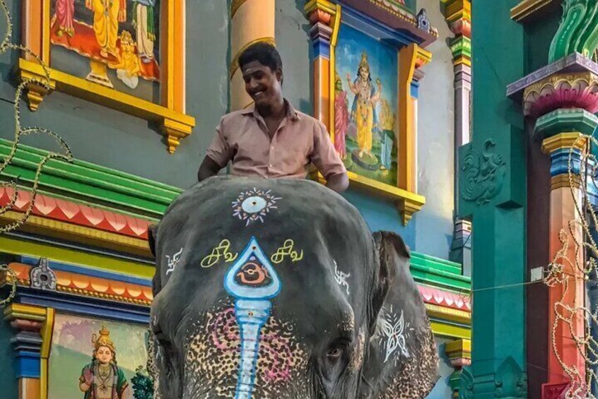 Temple elephant