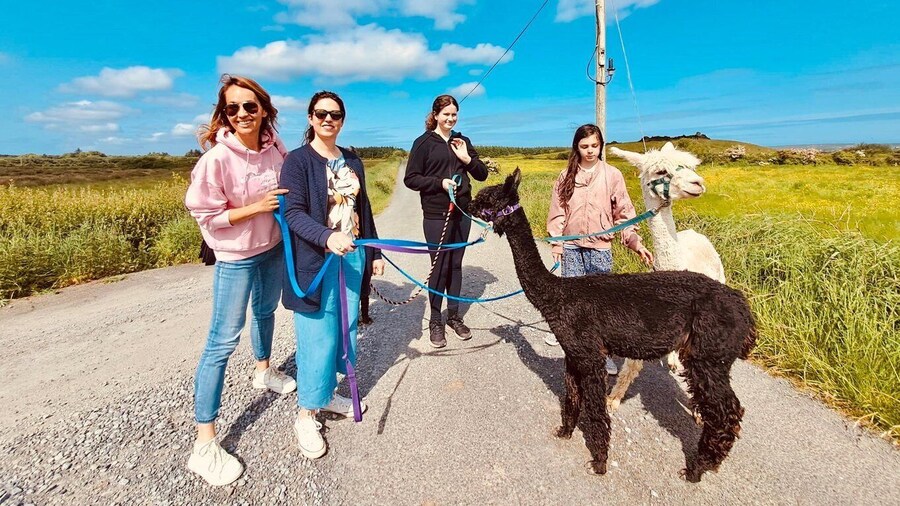 Loop Head: Alpaca Experience with Walk and Wool Spinning