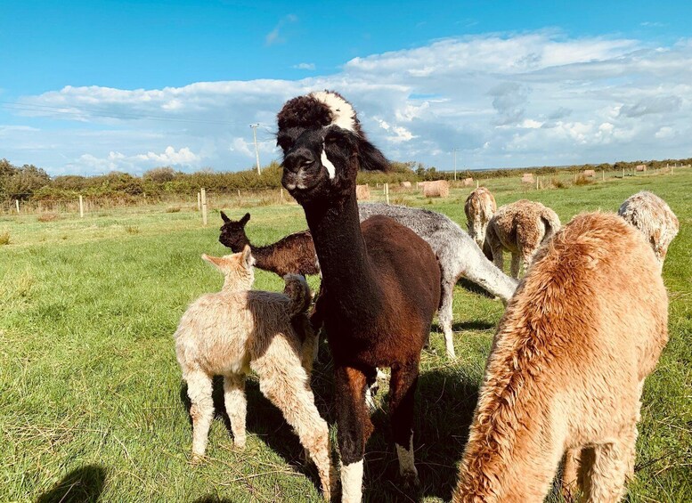 Picture 1 for Activity Loop Head: Alpaca Experience with Walk and Wool Spinning
